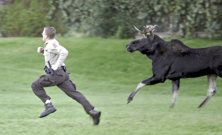 moosechase.jpg