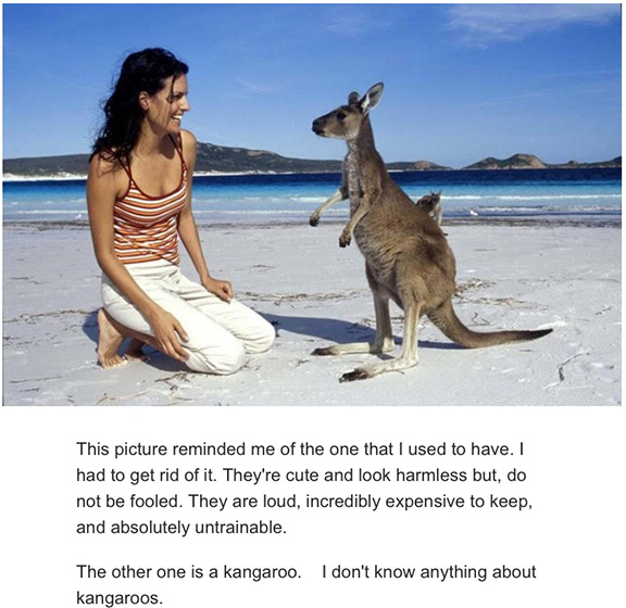 z-Kangaroo.jpg